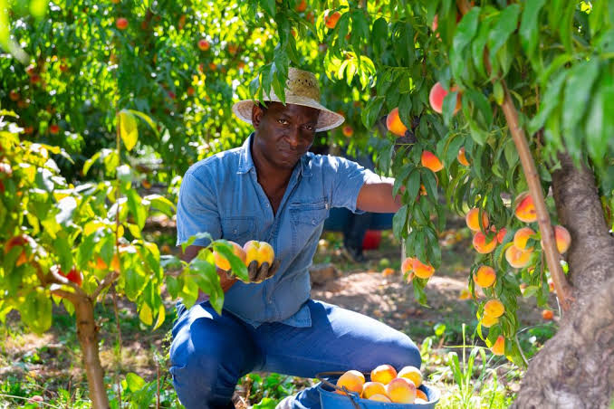 How to work and earn $150/hr as a Fruit Picker in Canada